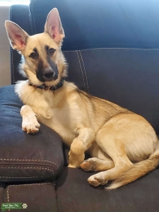 Shepsky female looking for Husky or Shepsky stud late 2021 Listing Image