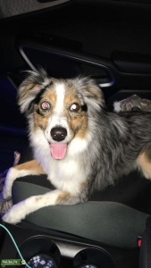 Female Blue Merle Tri Aussie Listing Image