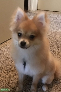 Cute Stud looking to breed Listing Image