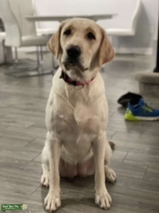Female Lab seeks male lab Listing Image