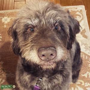 Labradoodle for stud Listing Image