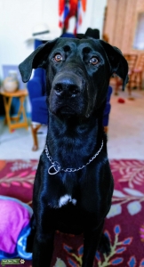 Handsome Stud!! Great Labradane!! Listing Image