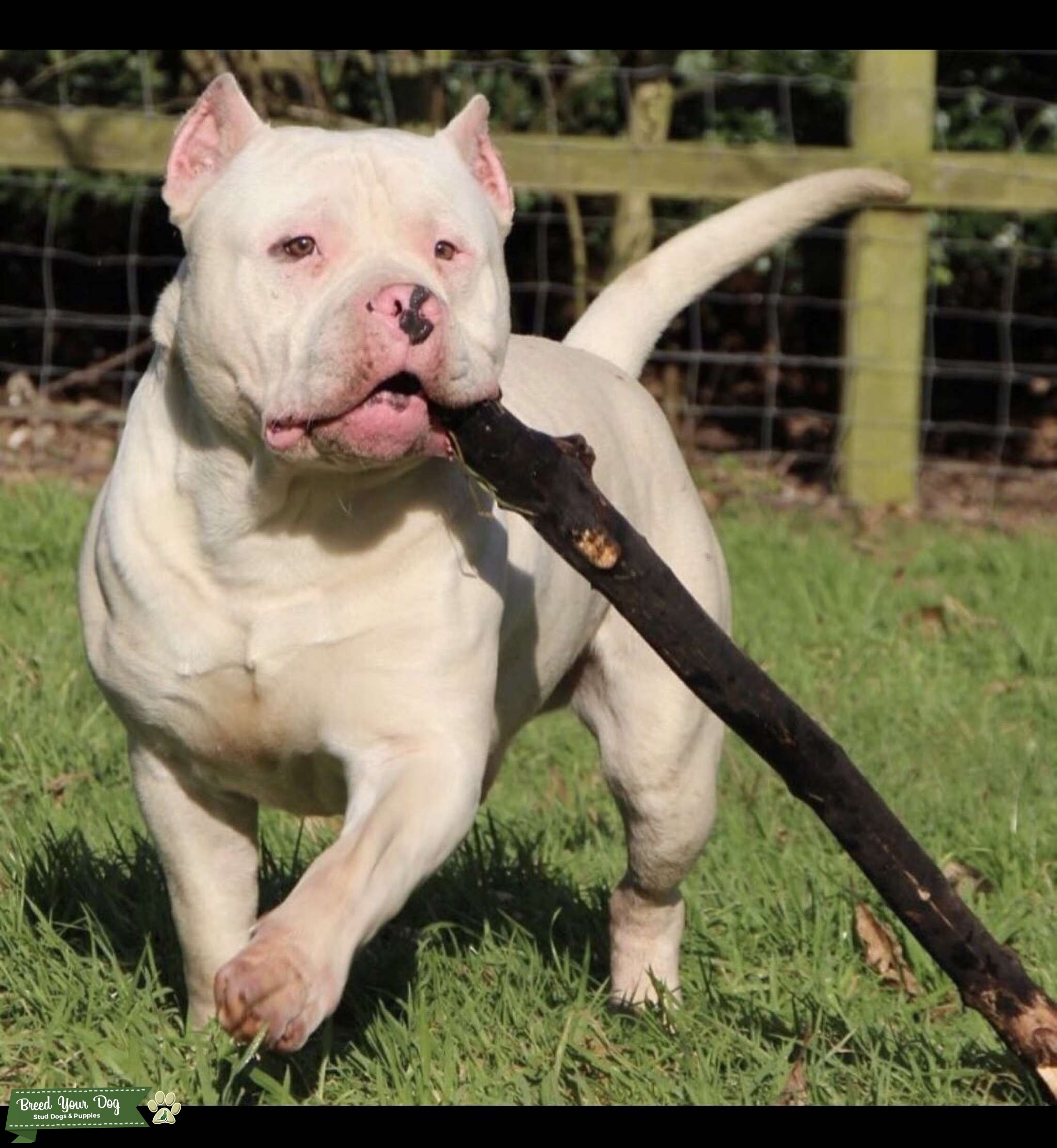 Xl American bully stud Stud Dog in Essex, the United States Breed