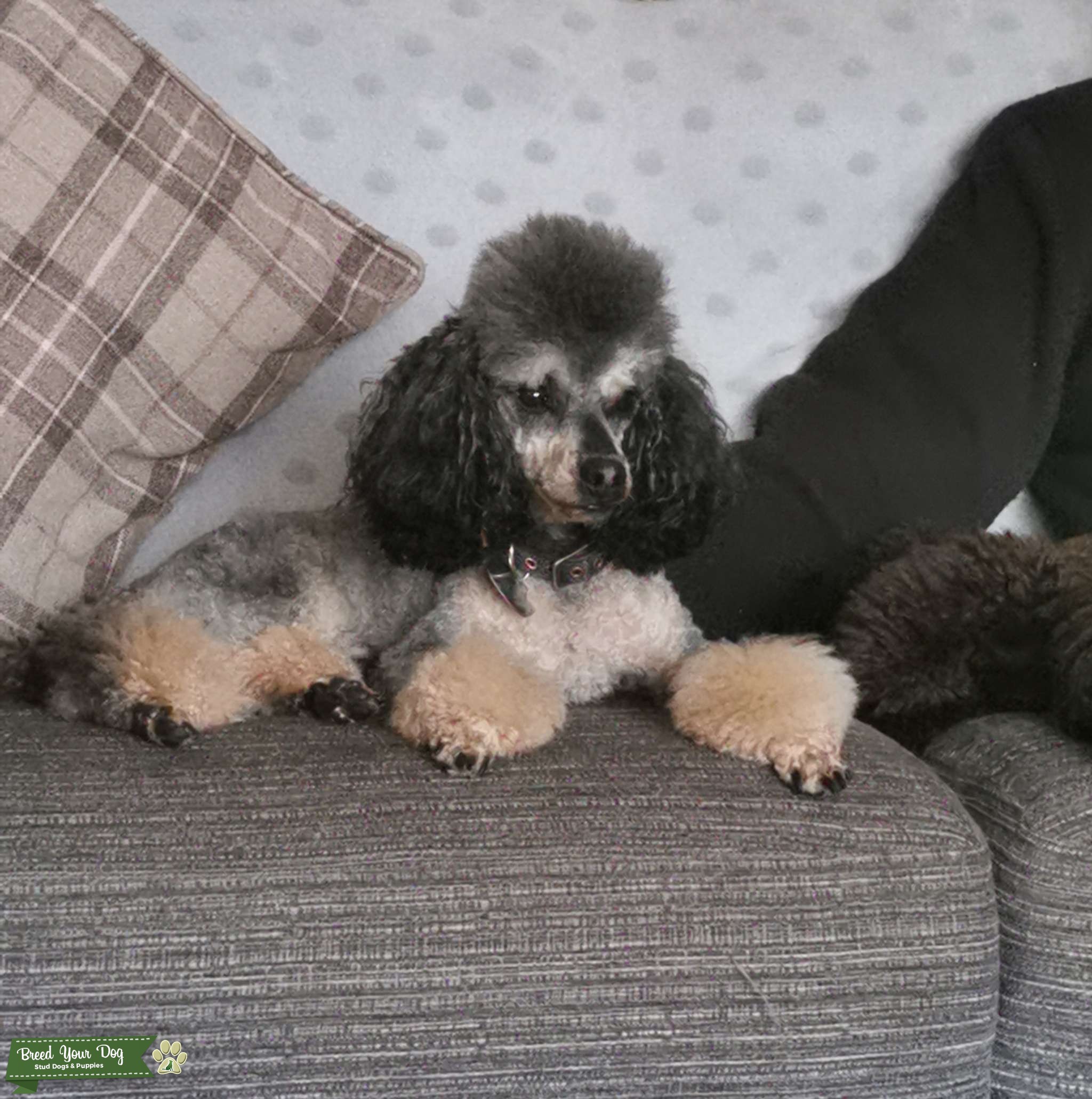 Phantom toy poodle Stud Dog in Highlands, the United States Breed