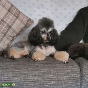Phantom toy poodle Listing Image