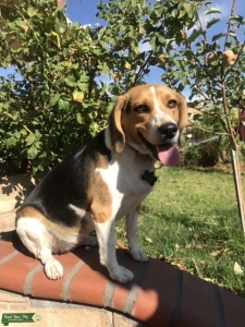Tri color female Listing Image