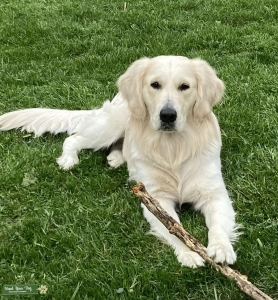 Golden retriever purebred English cream fast stud with record 5 of 5  Listing Image