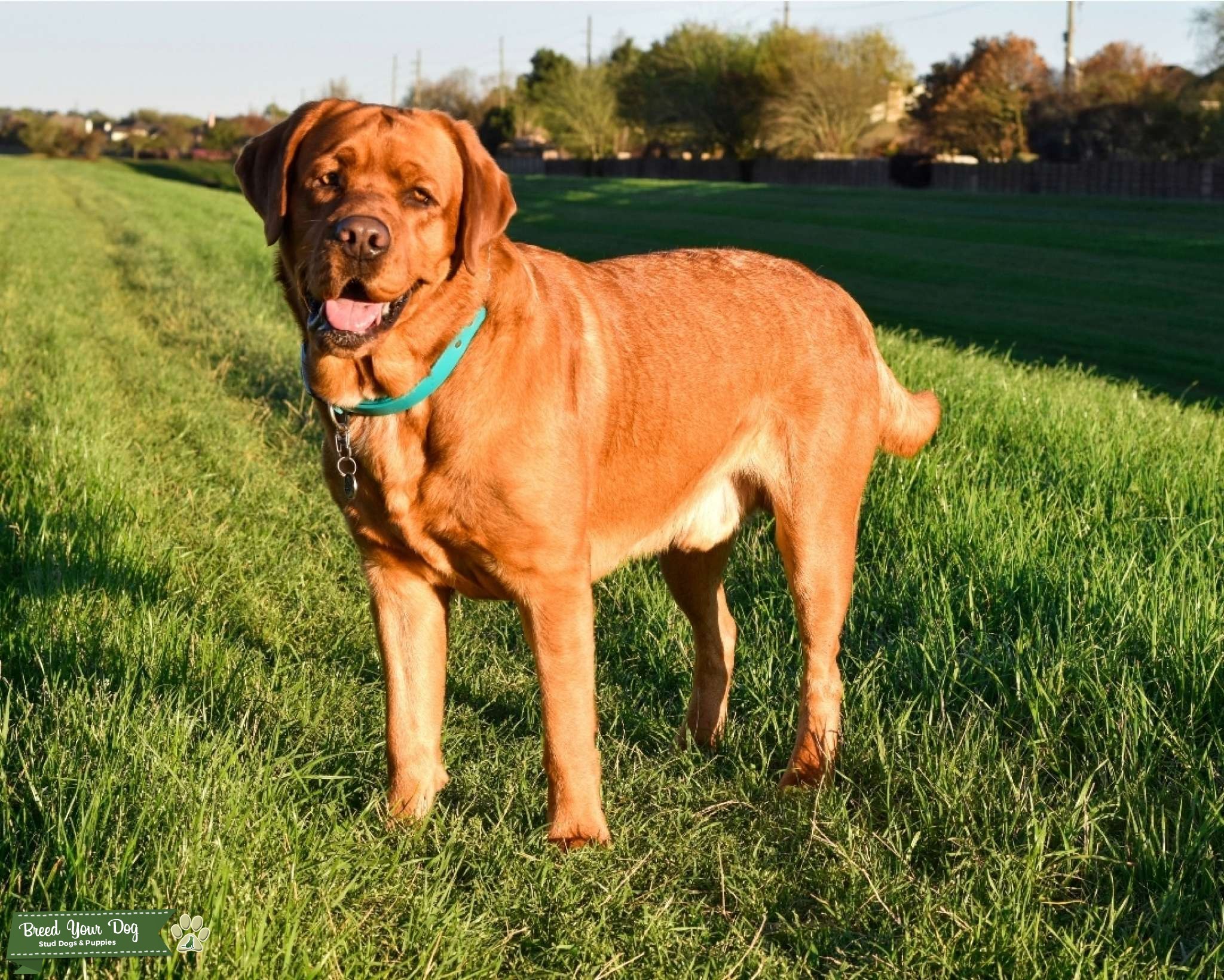 AKC Fox Red Labrador Retriever Stud Stud Dog in Texas, the United
