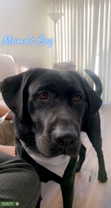 Black Labrador Stud Muffin Listing Image