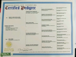 AKC Rottweiler  Listing Image