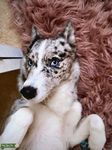 Beautiful Female Pomsky Listing Image