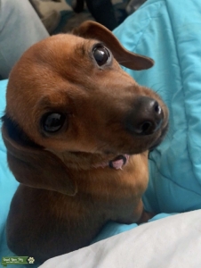 Miniature dachshund looking for stud Listing Image