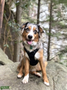 CKC Blue Merle Male - Seeking Female  Listing Image