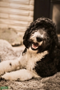 Labradoodle Stud Listing Image