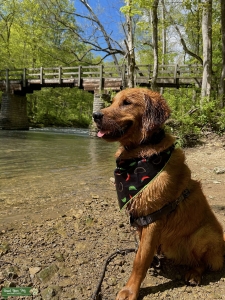 AKC Golden Retriever Stud Listing Image