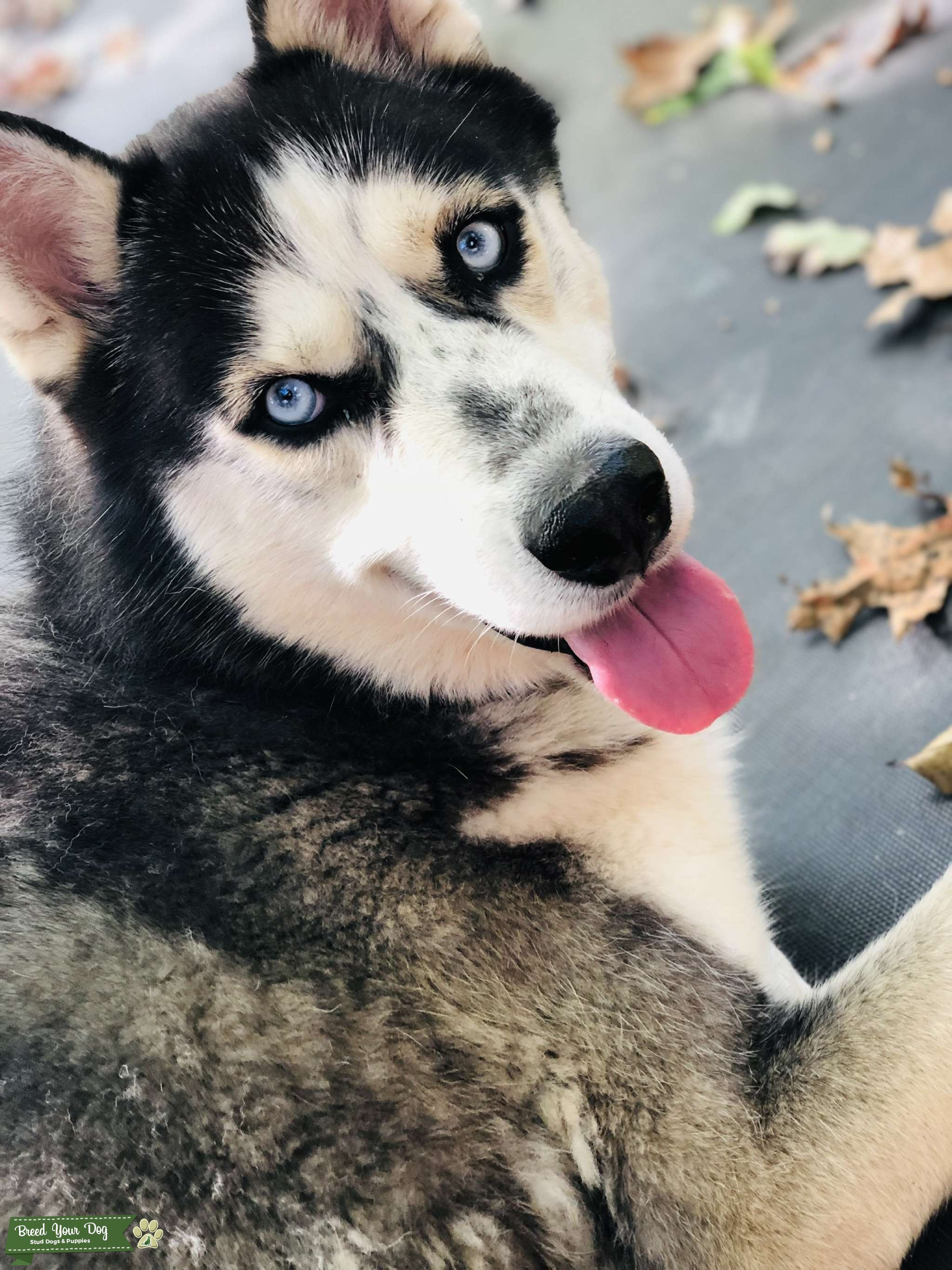 Siberian Husky Stud Dog in Virginia , the United States Breed Your Dog