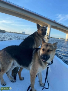 German Shepherds Listing Image
