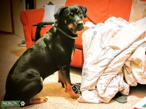 Rottweiler female  Listing Image