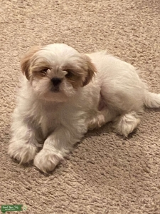 Cream and tan Shih Tzu Listing Image