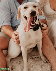 AUSSIEDOR BREEDING  Listing Image