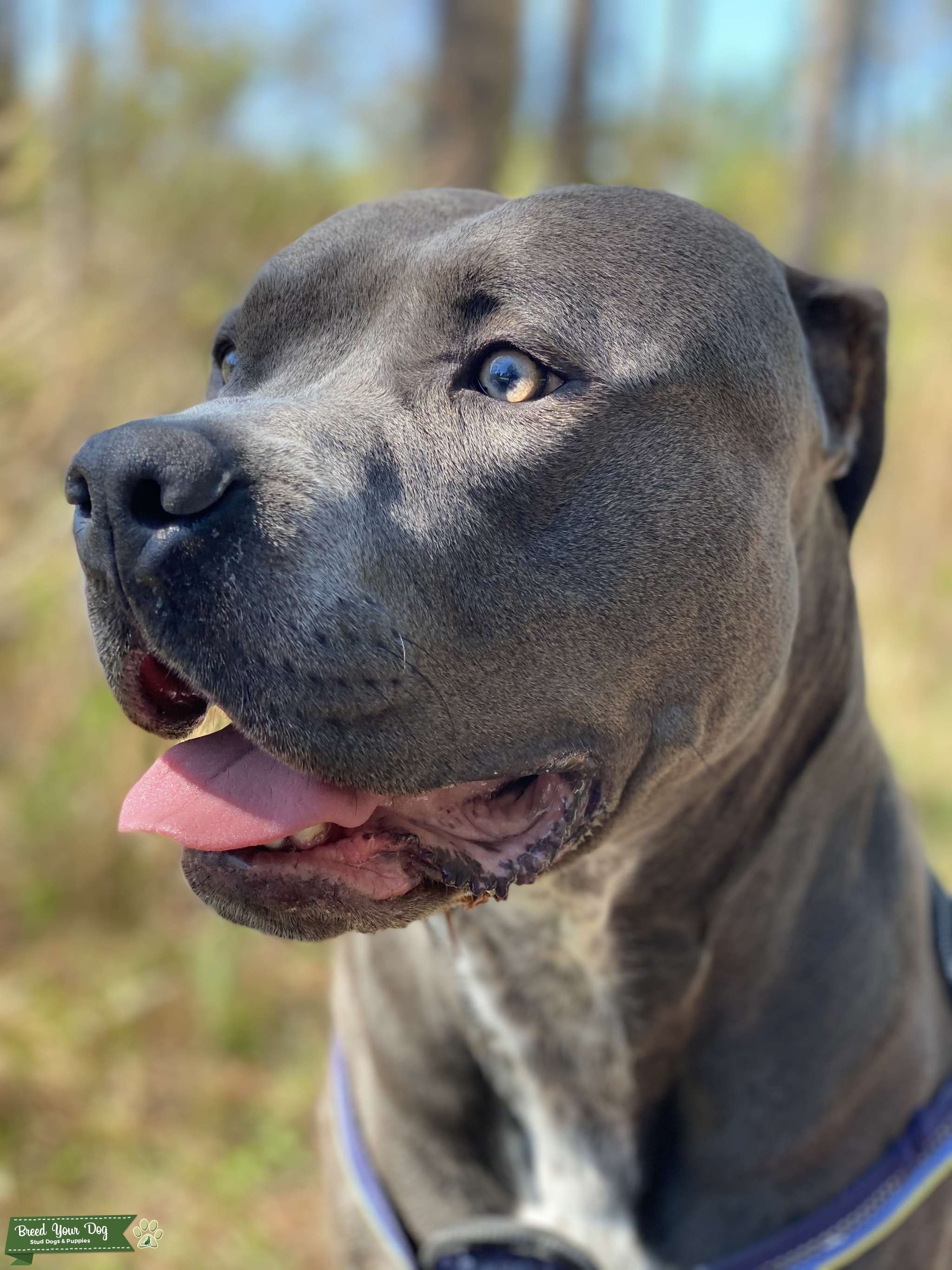 Grey+White American Bully Stud Dog FL Breed Your Dog