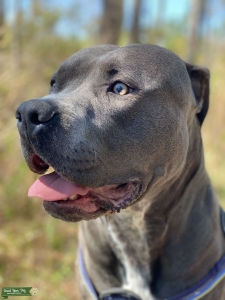 Grey+White American Bully Listing Image