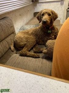 Standard Red Poodle CKC Listing Image