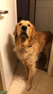 Purebred Champion Bloodline, Golden Retriever  Listing Image