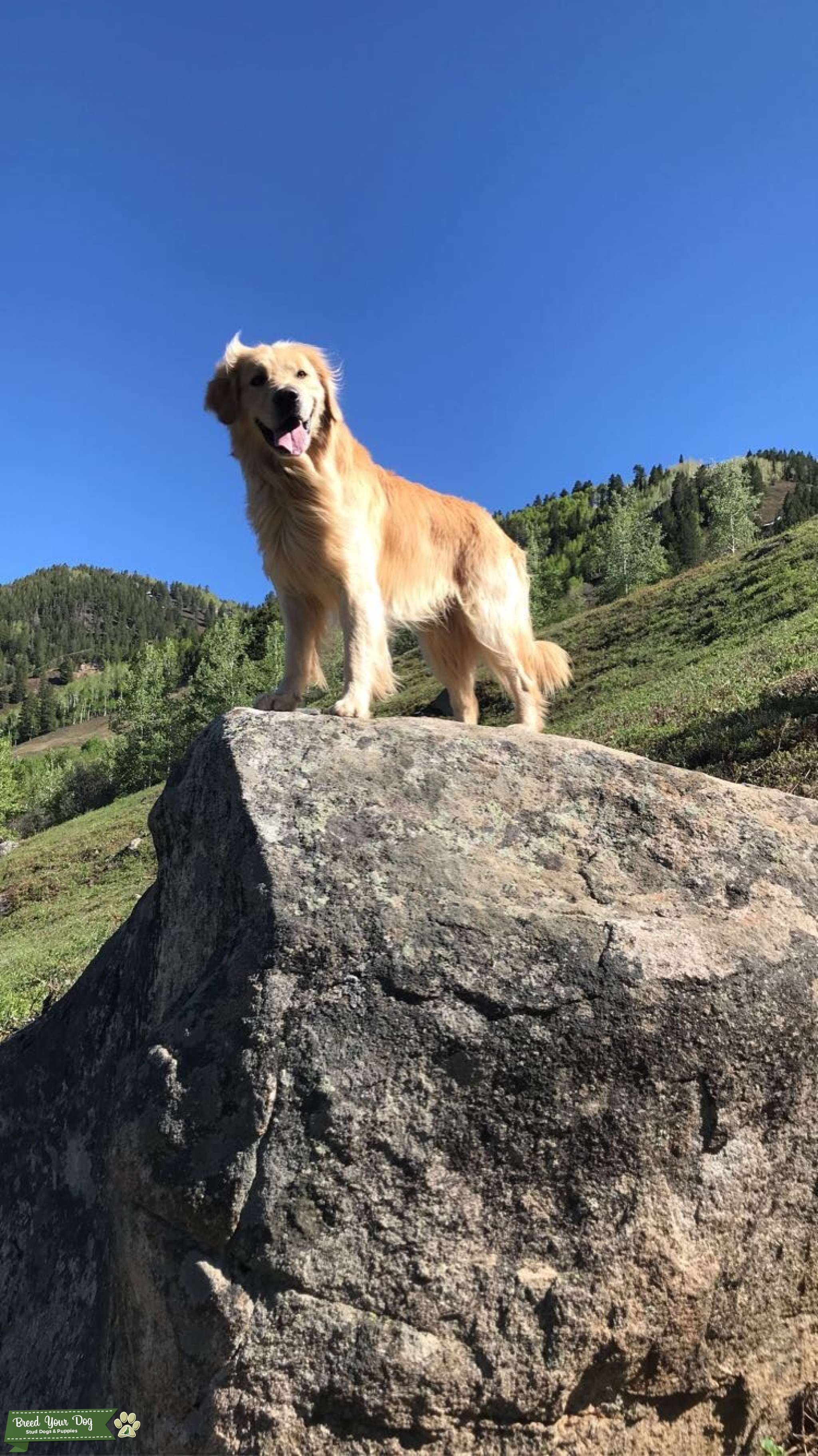 The Best Companion Stud Dog Colorado Breed Your Dog