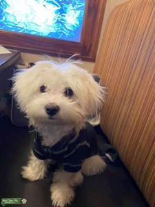 7 month old full bred male Maltese Listing Image