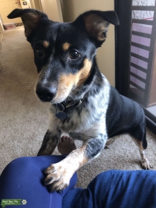 Blue Heeler Looking for Love Listing Image