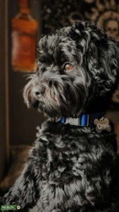 Maltepoo Listing Image