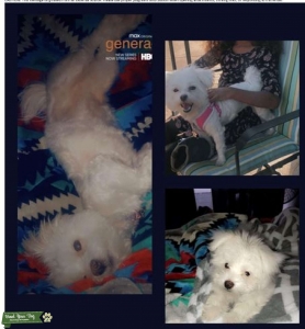 Female Havanese looking for small Mate Listing Image