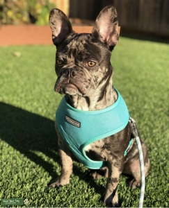 Merle Frenchy with light brown eyes Listing Image