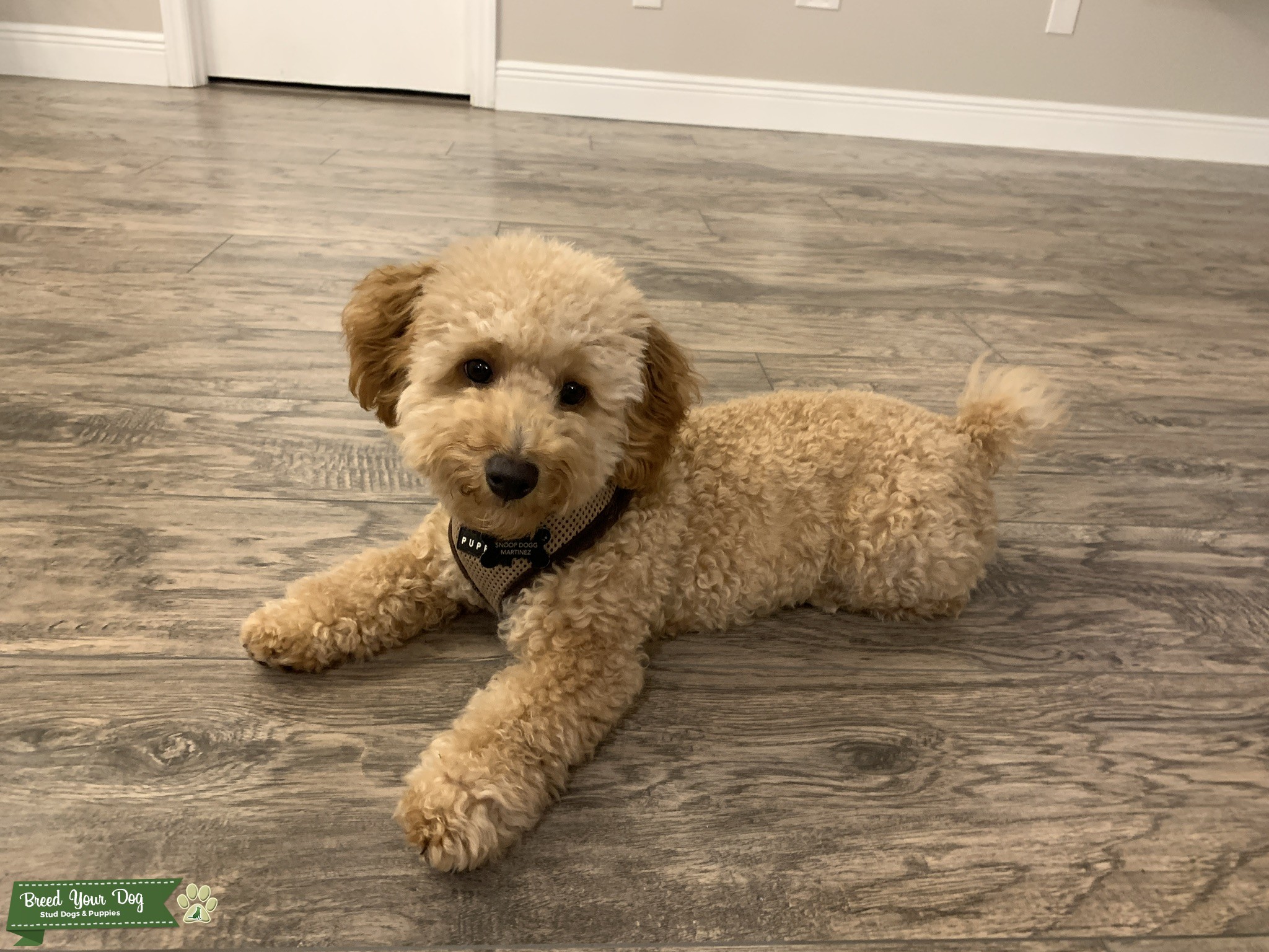 Full Bred Toy Poodle Stud Dog in Orlando, United States Breed Your Dog