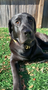 HANDSOME black MALE Labrador Listing Image