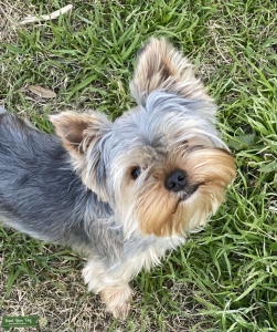 Adorable Yorkshire Terrier for stud service Listing Image