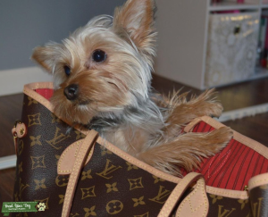 Toy Yorkshire Terrier  Listing Image