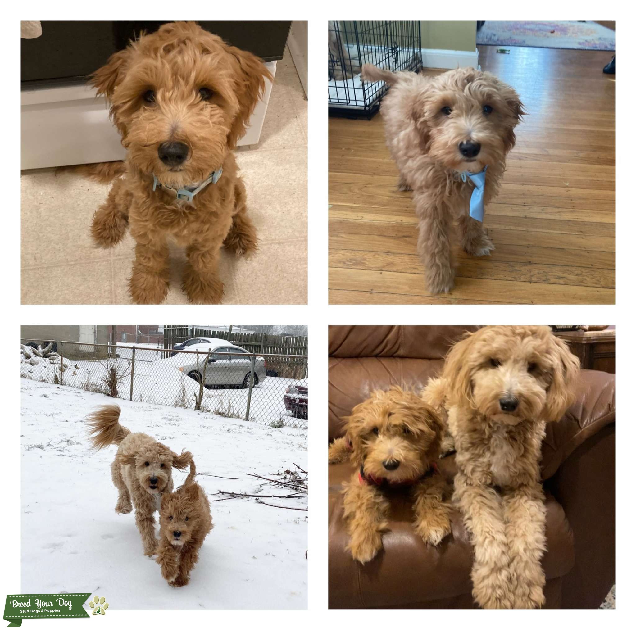 Mini goldendoodle Stud Dog in Louisville Ky, the United States