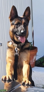 Stud looking for a female German Shepard Listing Image