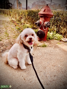 Handsome mini poodle mix ready to make a family Listing Image