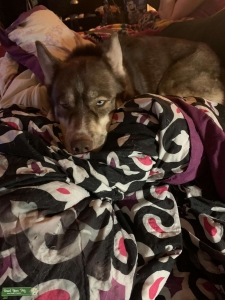 Brindle Color Siberian Husky Listing Image