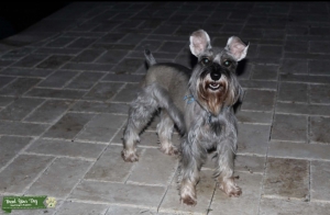 Salt and Pepper Miniature Schnauzer Listing Image