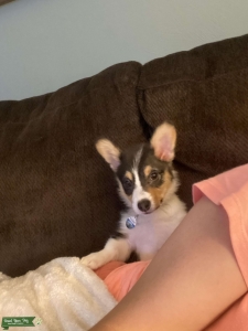 Black, white, brown corgi Listing Image