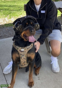 Rottweiler Stud - Capone Listing Image