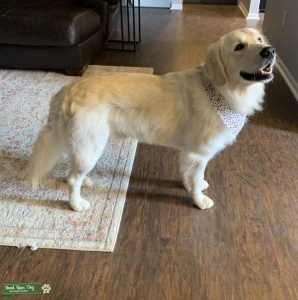 English Creme Golden Retriever  Listing Image