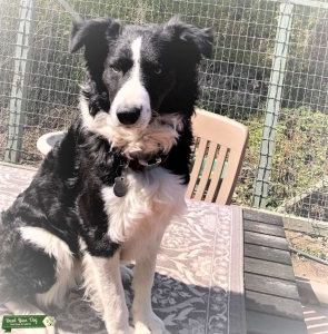Border Collie Male-STUD Listing Image