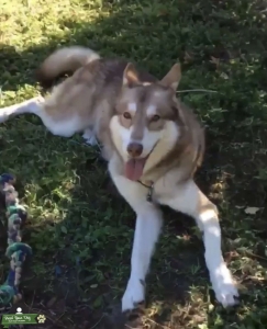 Stud Timberwolf malamute hybrid Listing Image