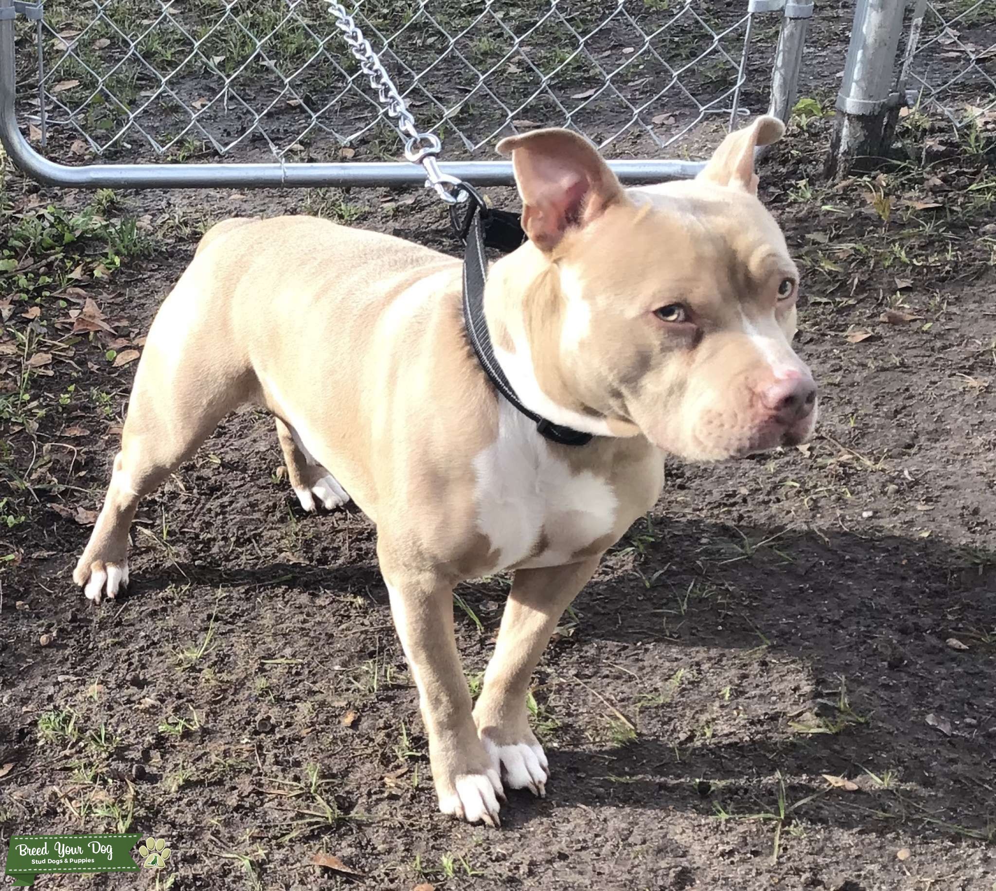 American bully stud Stud Dog in Hinesville Ga , United States Breed Your Dog