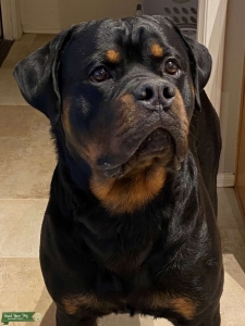 Rottweiler Stud - Kane Listing Image